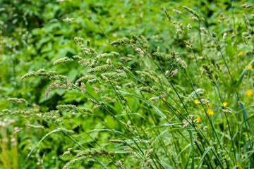 Valuable forage grass Dactylis glomerata grows in nature