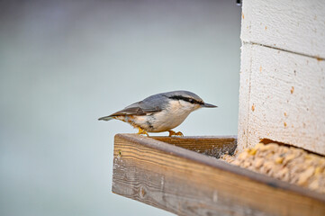 A nuthatch sitting on bird feeder ful of food