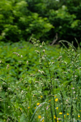 Valuable forage grass Dactylis glomerata grows in nature