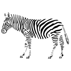 Fototapeta na wymiar zebra silhouette black and white, art line, vector illustration