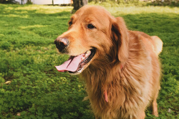 Obraz premium Portrait of a male Golden retriever in a garden