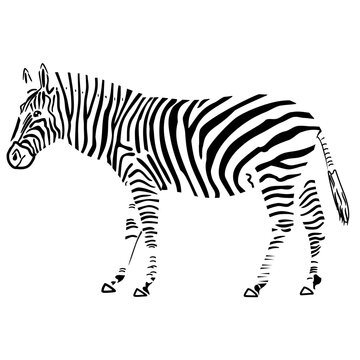 zebra silhouette black and white, art line, vector illustration
