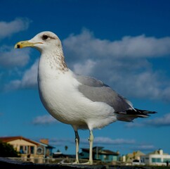 A detailed picture of a seagull standing on a wooden post