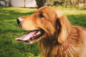Obraz premium Portrait of a male Golden retriever in a garden