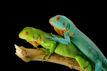 Iguana on the tree