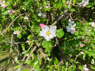 Spring Apple blossom from Top in green environment 