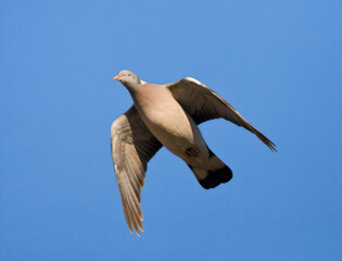 Houtduif, Common Wood Pigeon, Columba palumbus
