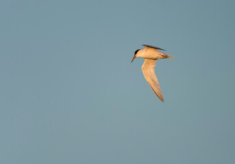 Obraz premium Little Tern, Sternula albifrons