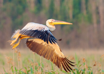 Great White Pelican, Pelecanus onocrotalus