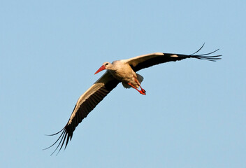Ooievaar, White Stork, Ciconia ciconia