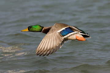 Obraz premium Mallard, Wilde Eend, Anas platyrhynchos