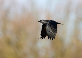 Kauw, Western Jackdaw, Corvus monedula