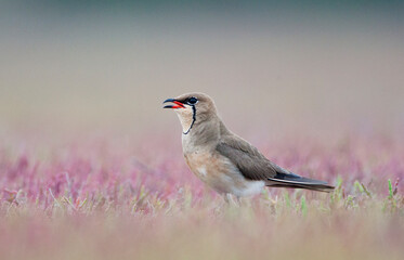Vorkstaartplevier, Collared Pratincole, Glareola pratincola