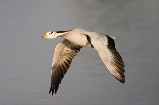 Bar-headed Goose, Indische Gans, Anser indicus