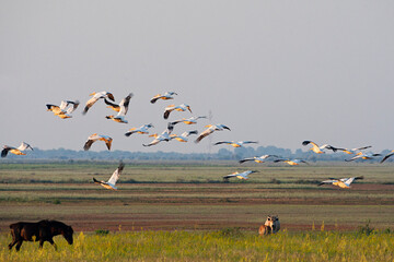Roze Pelikaan, Great White Pelican, Pelecanus onocrotalus