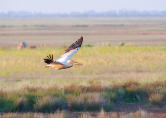 Great White Pelican, Pelecanus onocrotalus