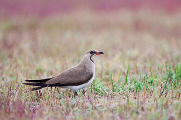 Vorkstaartplevier, Collared Pratincole, Glareola pratincola