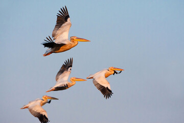 Great White Pelican, Pelecanus onocrotalus