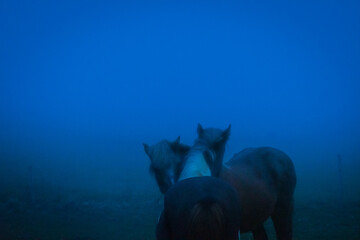 Icelandic Horses at night