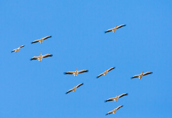 Great White Pelican, Pelecanus onocrotalus