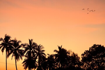 Trees at sunset