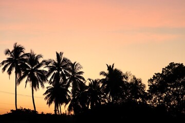 Obraz na płótnie Canvas Trees at sunset