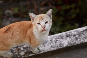 cat on the fence