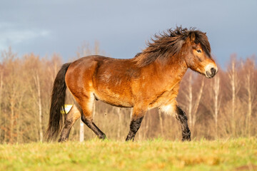 A brown wild Exmoor pony trots over a hill against a blue sky. Seen from the side with forest in the background. Low stance, action, trot, horse. Selective focus, blue, sun, soft light.