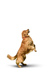 Golden retriever dog on a Transparent background with shadow.