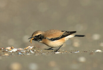 Desert Wheatear, Woestijntapuit, Oenanthe deserti
