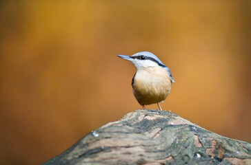 Boomklever, Eurasian Nuthatch, Sitta europaea