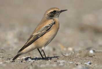 Desert Wheatear, Woestijntapuit, Oenanthe deserti