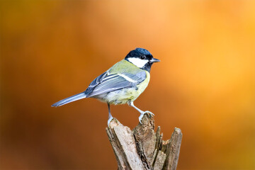 Koomees, Great Tit, Parus major