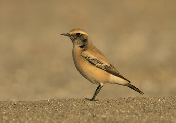 Desert Wheatear, Woestijntapuit, Oenanthe deserti