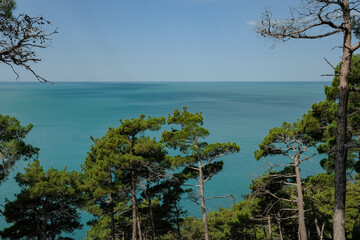 Close up of pine tree by the sea on a sunny day. High quality photo
