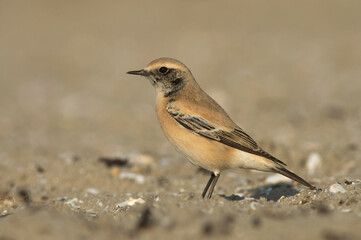 Fototapeta premium Desert Wheatear, Woestijntapuit, Oenanthe deserti
