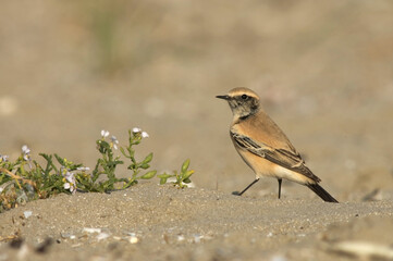 Desert Wheatear, Woestijntapuit, Oenanthe deserti