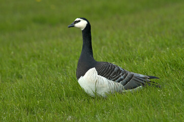 Barnacle Goose; Brandgans; Branta leucopsis