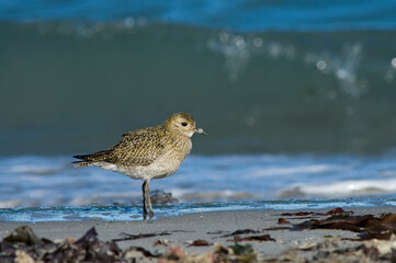Golden Plover, Goudplevier, Pluvialis apricaria