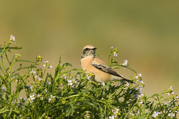 Desert Wheatear, Woestijntapuit, Oenanthe deserti