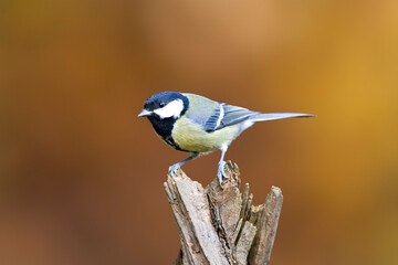 Koolmees, Great Tit, Parus major
