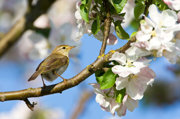 Fitis, Willow Warbler, Phylloscopus trochilus