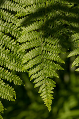 Naklejka na ściany i meble Dryopteris, commonly called the wood, male ferns, or buckler ferns, is a genus in the family Dryopteridaceae.