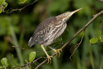Green Heron, Groene Reiger, Butorides virescens