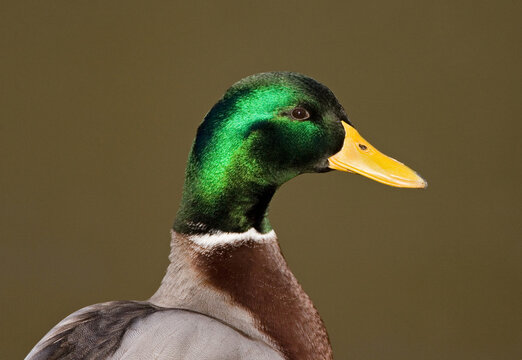 Mallard, Wilde Eend, Anas platyrhynchos