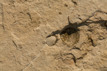 A stone from sedimentary rock with fossil Mollusks. Cockle (bivalve)  in the family Cardiidae.