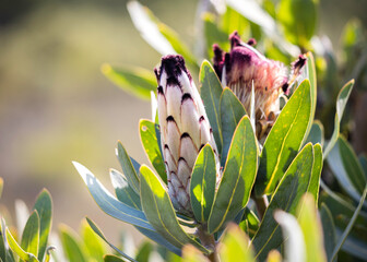 Protea or sugarbush flowering plant with a close-up of the flower buds blooming in the sunlight