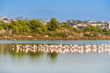Fototapeta na wymiar Flamingos in the town. Wild animals in Urban environment. Calp, Spain