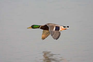 Obraz premium Mallard, Wilde Eend, Anas platyrhynchos