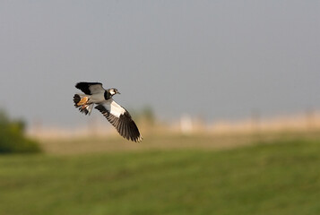 Northern Lapwing, Kievit, Vanellus vanellus